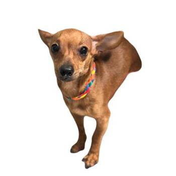 Chihuahua Dogs Available for Adoption - Boston | PetCurious