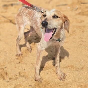Coonhound Dogs Available for Adoption in Kilauea, Hawaii - Honey Bunny | PetCurious