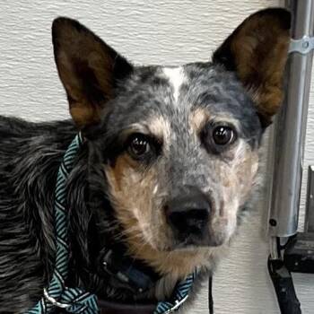Pastel -  Mixed Breed Dog for Adoption in Las Cruces, New Mexico - Pastel | PetCurious
