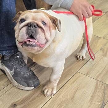 English Bulldog Dogs Available for Adoption - Tutty | PetCurious