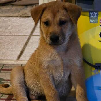 Labrador Retriever Dogs Available for Adoption in Plainfield, Connecticut - Zuppardi | PetCurious