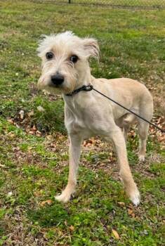 Oscar -  Terrier Dog for Adoption in Lucas, Texas - Oscar | PetCurious