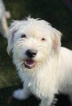 Rescue West Highland White Terrier Westie Dogs for Adoption in Hondo, Texas - Suki - Beautiful Girl Who Loves Everyone! | PetCurious