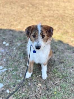 Wirehaired Terrier and Australian Shepherd Dogs Available for Adoption - Willie | PetCurious