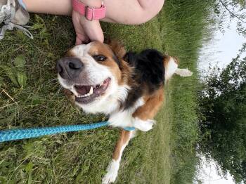 Cooper -  Bernese Mountain Dog Dog for Adoption in Dillsburg, Pennsylvania - Cooper | PetCurious