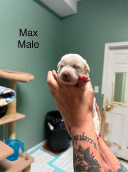 Max -  Corgi Dog for Adoption in Elkton, Maryland - Max | PetCurious