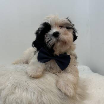Charming -  Shih Poo Dog for Adoption in Wrightstown, New Jersey - Charming | PetCurious