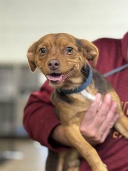 Rescue Chihuahua and Dachshund Dogs for Adoption in Blue Springs, Missouri - Bugsy | PetCurious