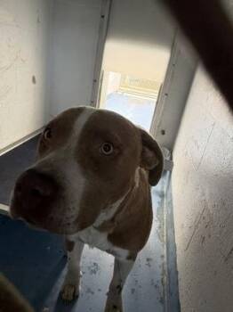 American Bulldog and Mixed Breed Dogs Available for Adoption in Gainesville, Florida - Smokey | PetCurious