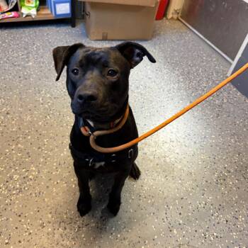 Freddie -  Pit Bull Terrier and Mixed Breed Dog for Adoption in Tuscaloosa, Alabama - Freddie | PetCurious