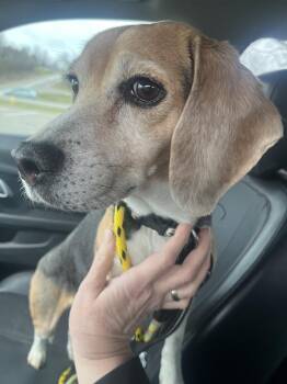Beagle Dogs Available for Adoption - Lucy The Beagle | PetCurious