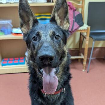 Rescue German Shepherd Dog Dogs for Adoption in Accident, Maryland - Filo | PetCurious