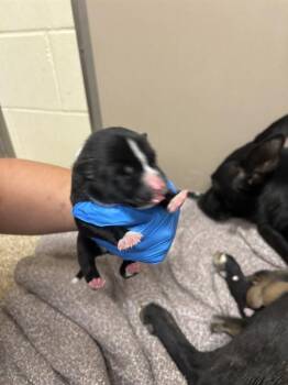 ALEX -  Australian Cattle Dog Blue Heeler and Mixed Breed Dog for Adoption in Albuquerque, New Mexico - ALEX | PetCurious