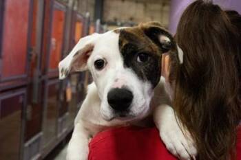 American Bulldog and Mixed Breed Dogs Available for Adoption in Kansas City, Missouri - Zuri | PetCurious