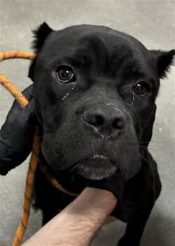 GRAYSON -  Cane Corso Dog for Adoption - GRAYSON | PetCurious