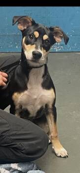 EDITH -  Labrador Retriever Dog for Adoption in San Antonio, Texas - EDITH | PetCurious