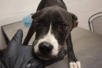 COMMANDER -  Mixed Breed Dog for Adoption in Columbia, South Carolina - COMMANDER | PetCurious