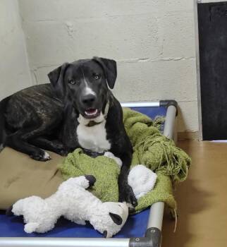 Rescue American Staffordshire Terrier Dogs for Adoption in Marble Falls, Texas - Bashful | PetCurious