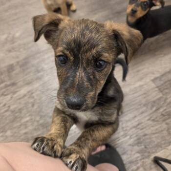 Cody Rhodes -  Chihuahua Dog for Adoption in Redmond, Washington - Cody Rhodes | PetCurious