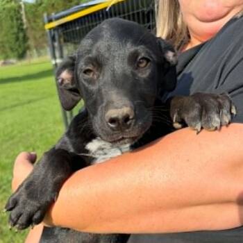 Licorice -  Black Labrador Retriever and Mixed Breed Dog for Adoption in Nashville, Tennessee - Licorice | PetCurious