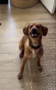 Rescue Hound Dogs for Adoption in Maryville, Tennessee - Kelly Junior | PetCurious