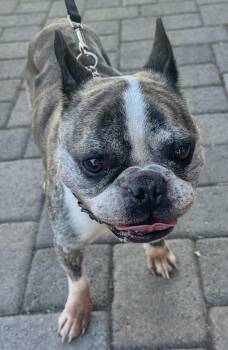 Rescue French Bulldog Dogs for Adoption in Beaverton, Oregon - Hercules | PetCurious