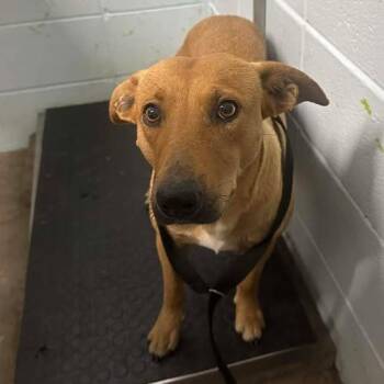 Black Mouth Cur Dogs Available for Adoption - Violeta | PetCurious