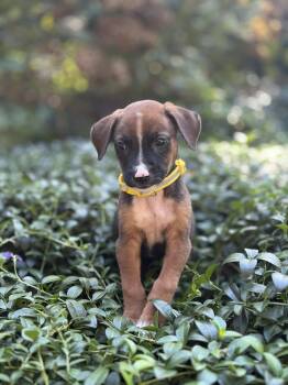 Mack - The Snuggle Bug -  Labrador Retriever and Chihuahua Dog for Adoption in Carolina, Carolina - Mack - The Snuggle Bug | PetCurious