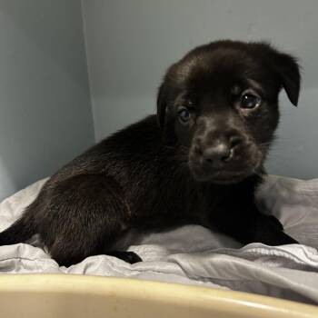 Mixed Breed Dogs Available for Adoption in Chattanooga, Tennessee - Brandy | PetCurious