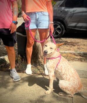 Cameo -  Cattle Dog Dog for Adoption in Waterbury, Connecticut - Cameo | PetCurious