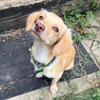 Stella -  Dachshund and Mixed Breed Dog for Adoption in San Antonio, Texas - Stella | PetCurious