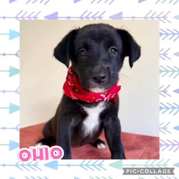 Ohio -  Shepherd and Labrador Retriever Dog for Adoption in Ringwood, New Jersey - Ohio | PetCurious