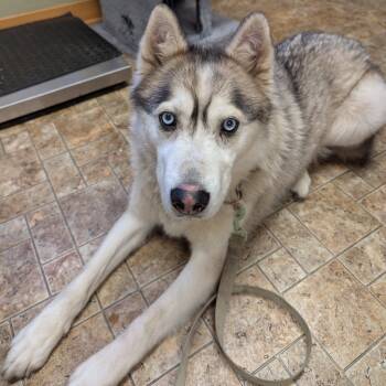 Rescue Husky Dogs for Adoption in Aberdeen, Washington - Chucho | PetCurious