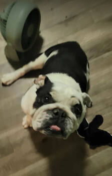 Rescue English Bulldog Dogs for Adoption in Austin, Texas - Tuxie | PetCurious
