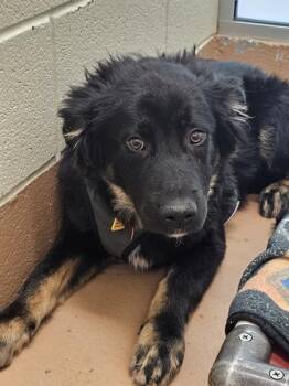 Napa -  Shepherd Dog Available for Adoption in Kennewick, Washington - Napa | PetCurious