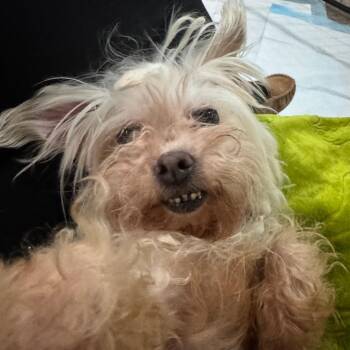 Maltese and Yorkshire Terrier Dogs Available for Adoption - Pearl | PetCurious