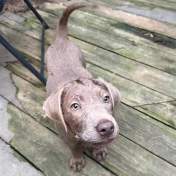 Pupcake -  Labrador Retriever Dog for Adoption in Cincinnati, Ohio - Pupcake | PetCurious
