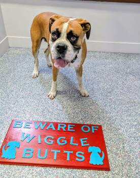 Bella -  Boxer Dog for Adoption in Las Vegas, Nevada - Bella | PetCurious