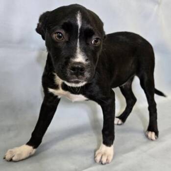 Jesse -  Boston Terrier and Mixed Breed Dog for Adoption in Morton Grove, Illinois - Jesse | PetCurious