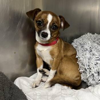 Dina -  Chihuahua and Mixed Breed Dog for Adoption in Palm Springs, California - Dina | PetCurious