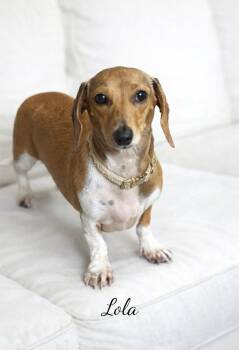 Dachshund Dogs Available for Adoption - Lola  | PetCurious