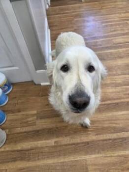 Golden Retriever Dogs Available for Adoption - Olga | PetCurious
