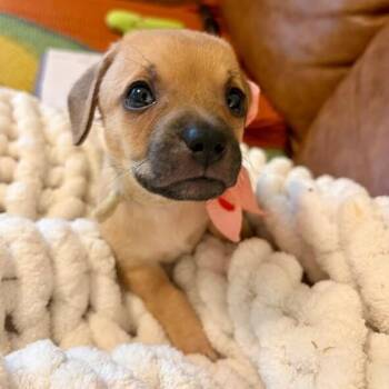 Delilah Darlingdew Ridgemont -  Chihuahua and Border Terrier Dog for Adoption in Friendswood, Texas - Delilah Darlingdew Ridgemont | PetCurious