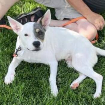 Ellie -  Cattle Dog and Mixed Breed Dog for Adoption in Nampa, Idaho - Ellie | PetCurious