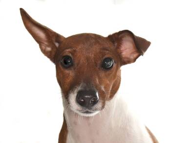 Kendra -  Jack Russell Terrier Dog for Adoption in Oakland Park, Florida - Kendra | PetCurious