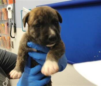 SHELDON -  Pit Bull Terrier and Mixed Breed Dog for Adoption in Albuquerque, New Mexico - SHELDON | PetCurious