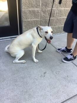 Rescue Labrador Retriever and Mixed Breed Dogs for Adoption in Fort Worth, Texas - Bolt | PetCurious