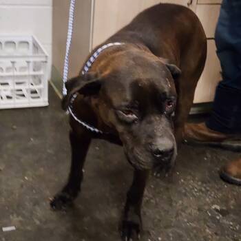 Rescue Black Labrador Retriever and Pit Bull Terrier Dogs for Adoption in Evensville, Tennessee - Batena | PetCurious