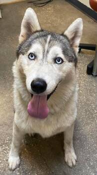 River -  Mixed Breed Dog for Adoption in Ocala, Florida - River | PetCurious