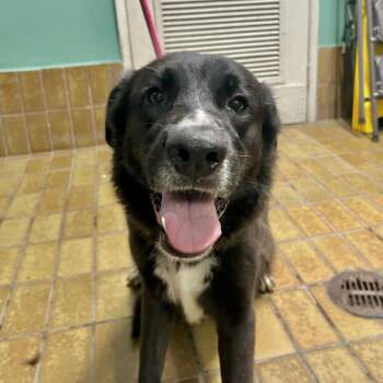 Brownie -  Border Collie and German Shepherd Dog Dog for Adoption in San Gabriel, California - Brownie | PetCurious